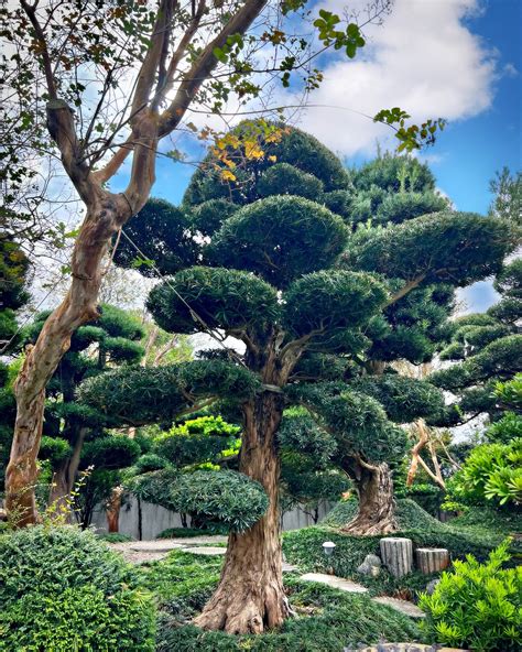 羅漢松庭園樹|探索台南的羅漢松：自然之美與養護妙招 – 植物盆栽綠寶典